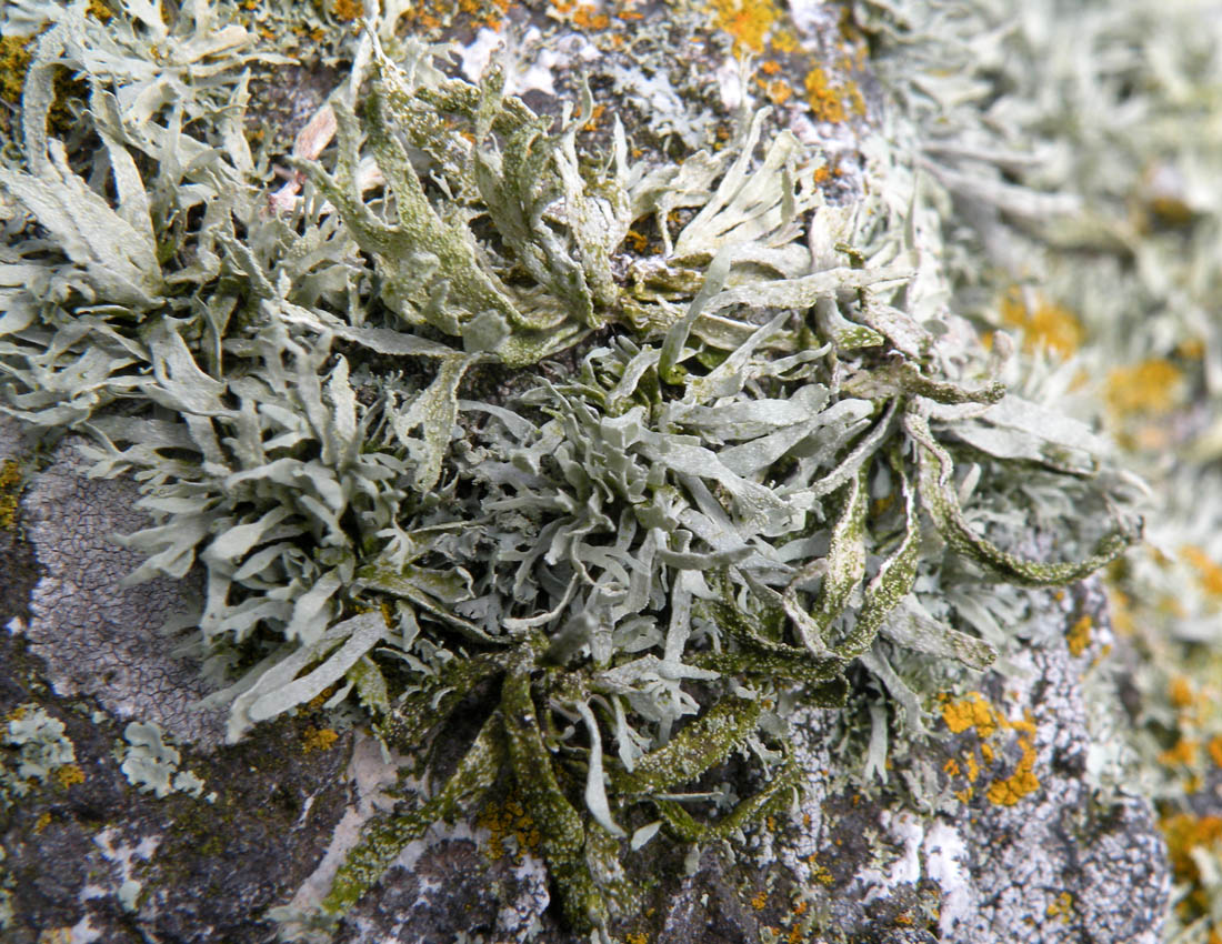 Un''altra Ramalina gallese, Ramalina polymorpha?
